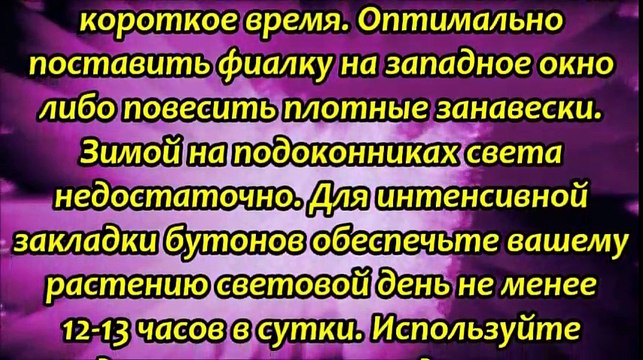Полезные советы по уходу за фиалкой