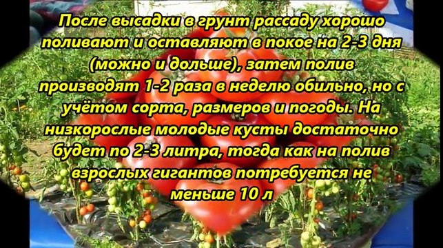 Как вырастить большой урожай помидоров (часть 2)