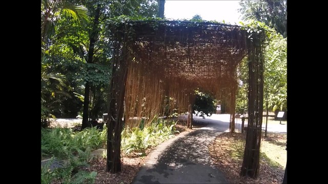Singapore Botanic Gardens A Curtain of Roots