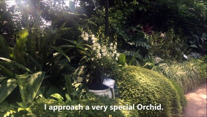 Orchid in Memory of Princess Diana and Vanda William Catherine Singapore Orchid Garden