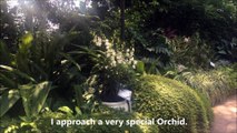 Orchid in Memory of Princess Diana and Vanda William Catherine Singapore Orchid Garden