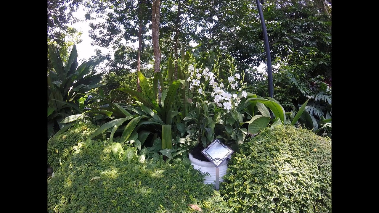 Orchid named in honour of Princess Diana Singapore Orchid Gardens