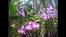 Singapore Botanic Gardens National Orchid Garden walk to VIP Orchid Garden