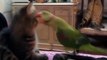funny cats and parrots videos, funny parrots as pets annoying cats video compilations2016