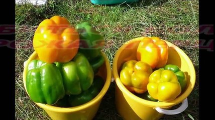 КАК ДОБИТЬСЯ БОЛЬШОГО УРОЖАЯ ПЕРЦА