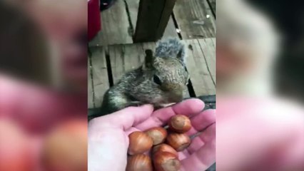 Legend of Squirrels(Must Watch)!!