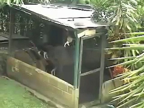 Если бы не видеокамера ,никто бы недогадался как собака покидает