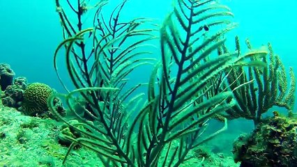 FLYBOARD WORLD CHAMPION 2012 HD