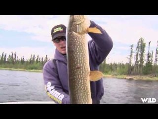 Salmon and Northern Pike Fishing