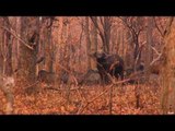 Water Buffalo Hunting with Nosler's Magnum TV