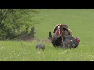 Turkey Hunting in Kansas Part 2