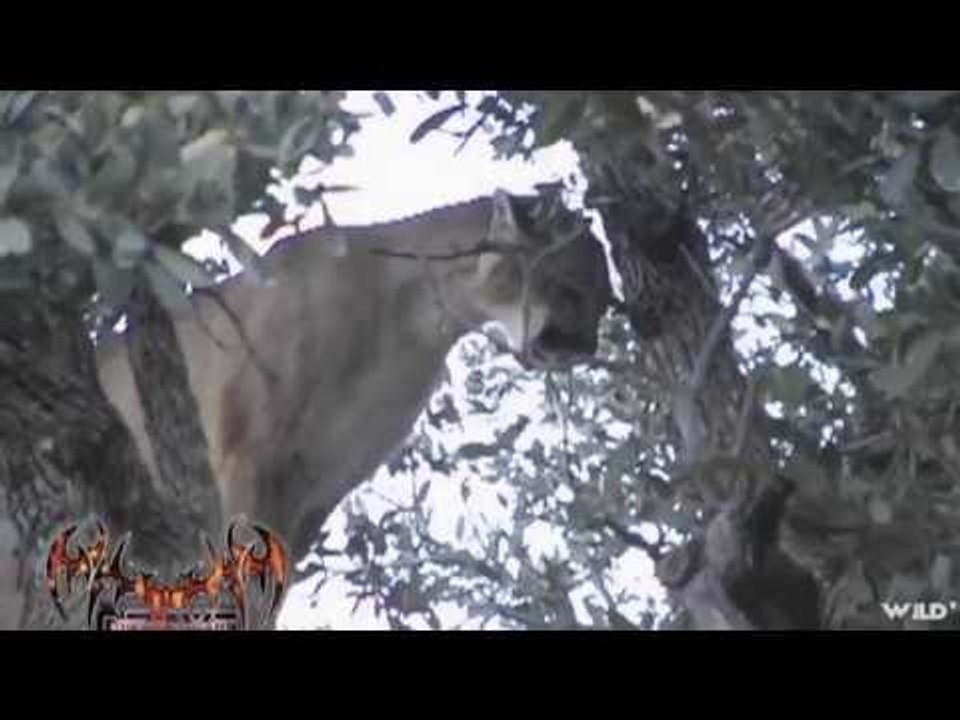 Hunting a Cougar