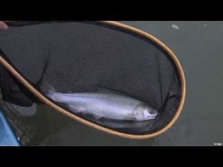 Sturgeon and Pink Salmon Fishing