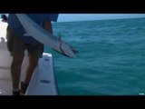 Smallmouth Bass on the Niagara River & Kingfish in Key West