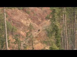 Moose Hunting in the Heat