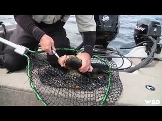 French Walleye & St.Clair Muskies