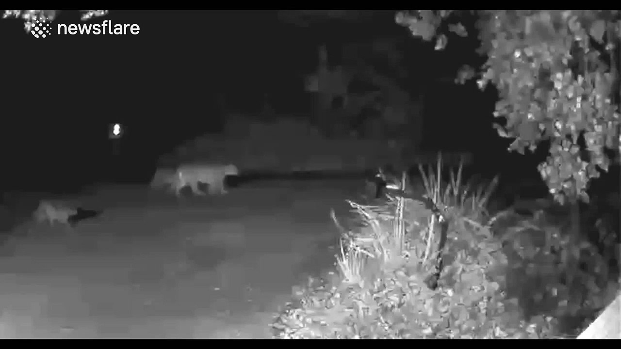 Mountain Lion and Cubs Cross Street