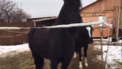 Александр Бон (shponks) on Periscope [2016-02-13 14-00] Коняшки