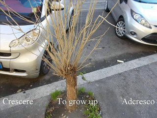 Viaggio per pellegrinaggio