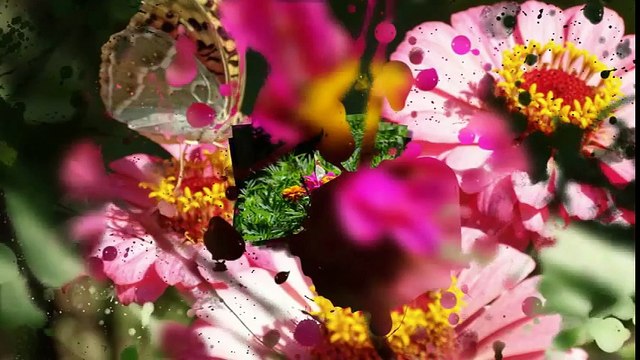 Релакс видео Природа Великолепные ЦВЕТЫ