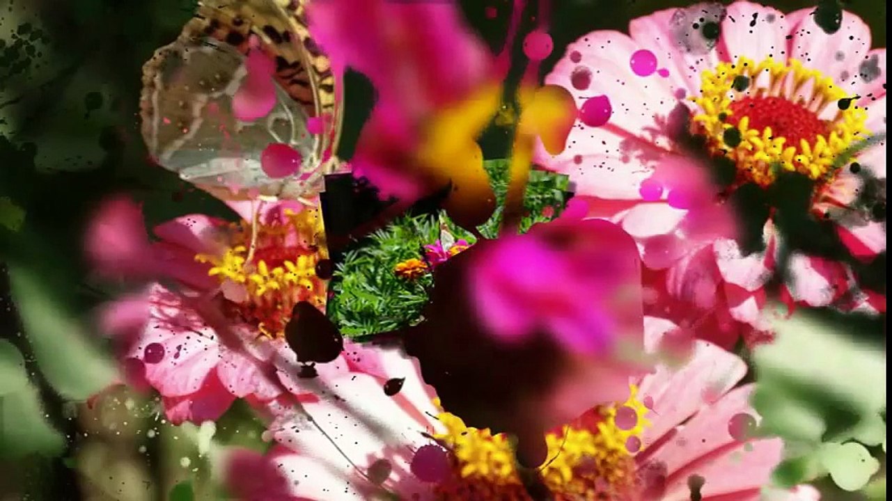 Релакс видео Природа Великолепные ЦВЕТЫ