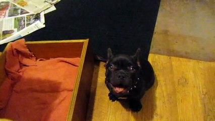 This french bulldog doesn’t want to go to bed. His argument is great!