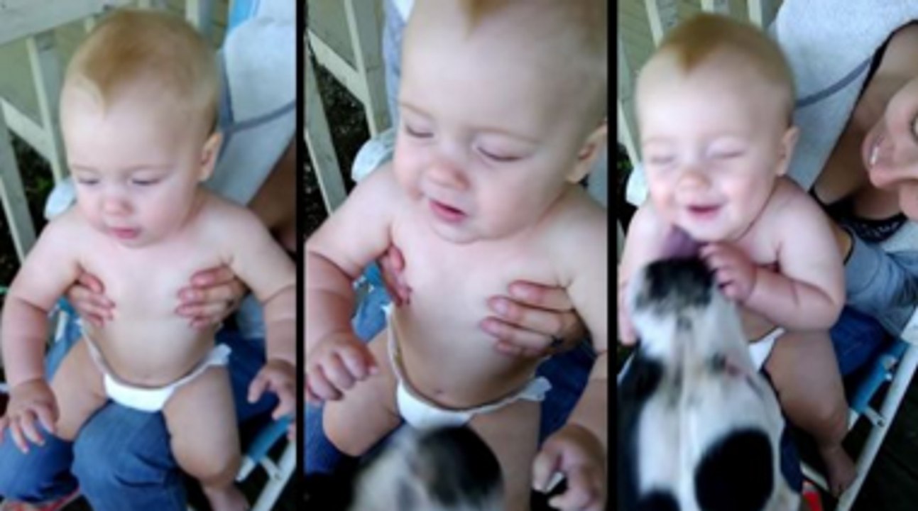 Babies Love Pitbulls