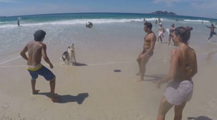 When The Dog Has More Skill Than You