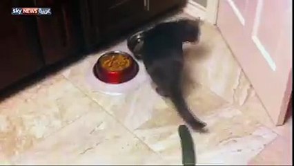 Do cats always afraid of cucumbers