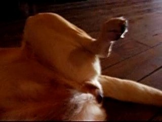 Un chien très excité