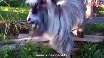 Greatest animal VINE compilation of cats and dog november 2013! Vines
