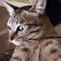 amazed cat - the wow cat