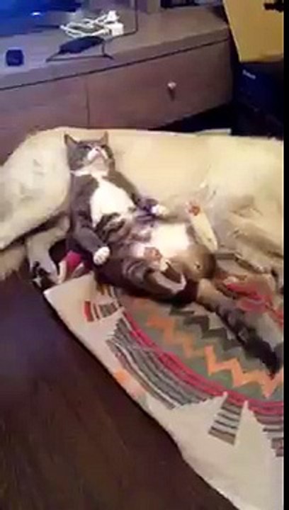 comfortable cat