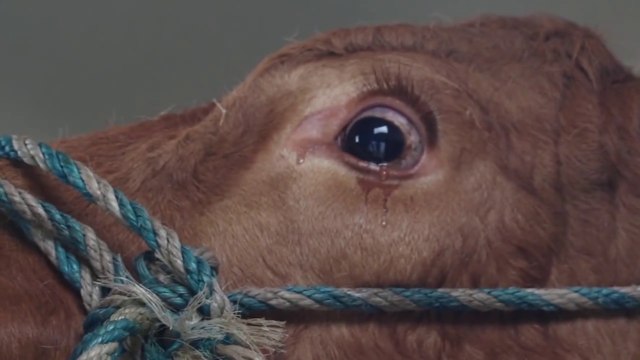 Cette vache pleurait en pensant qu'elle allait à l'abattoir mais une superbe surprise l'attend