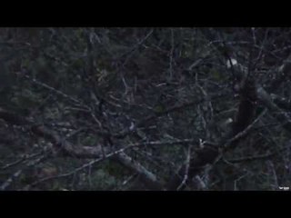 Dick McCormick Hunting White-Tail Deer