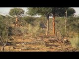 Hunting Wildebeest In Namibia