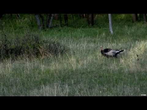 Turkey Hunting - Solitude Toms Part 2