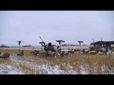 Decoy Duck Hunt
