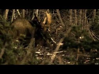 Moose Hunting In Newfoundland