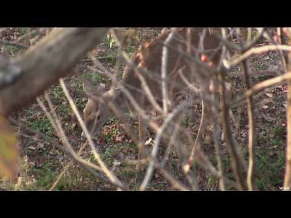 Deer Hunting in Kansas with Muzzle Loader
