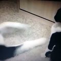 Cat Slaps Dog Overvoice [VINE]