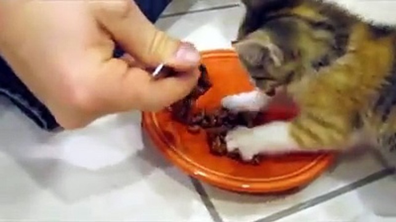 greedy kitten