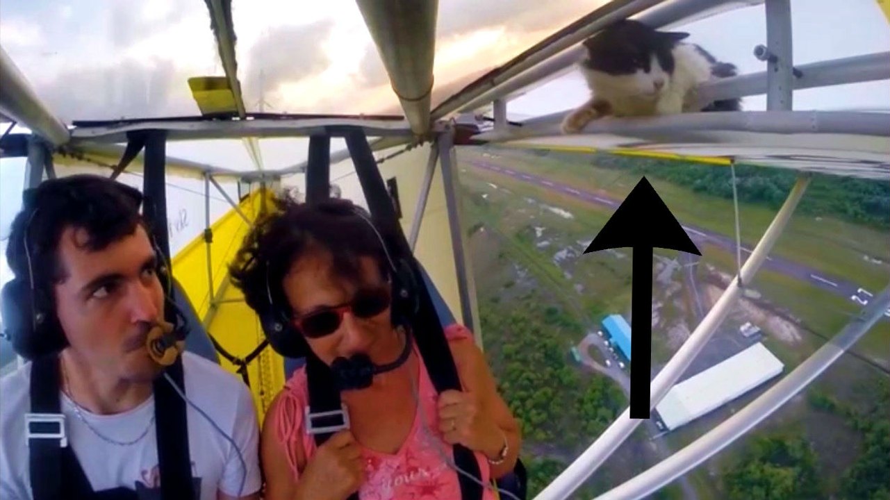 Kitty Surprise During Flight