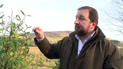 Tea in the Highlands? 'Mad' grower tends blooming crop