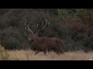Deer Hunting in South Island
