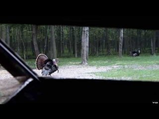 Turkey Hunting And Tips