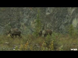 Hunting Elk in NWT
