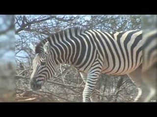 Hunting Zebra and Impala with Bow in Africa