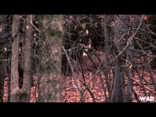 Girl Bowhunting 6 Point Buck