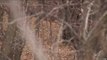Hunting Whitetail Deer with Bow in Iowa